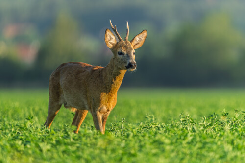 Mysľou bol určite inde, Rasťo  Megyessi