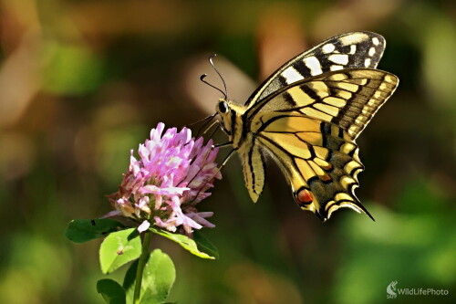 Vidlochvost feniklový, Maroš Detko