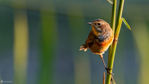 ... ranné stretnutie., Bohuš Číčel