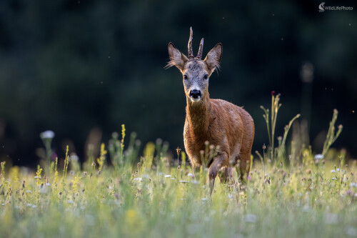 Chlpoucháč, Filip Mrocek