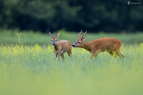 Srnčia láska, Filip Mrocek