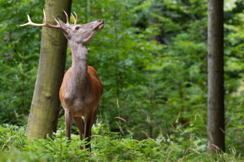 Pach človečiny, Tomáš Smutný