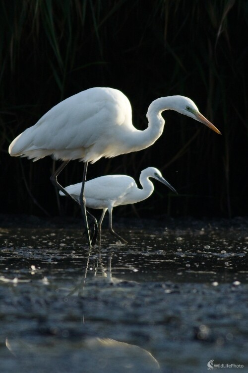 Jedna väčšia......druhá menšia......, Miroslav Vrabel