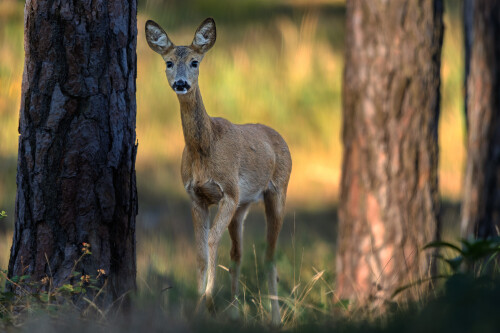 Stretli sme sa na horizonte, Rasťo  Megyessi