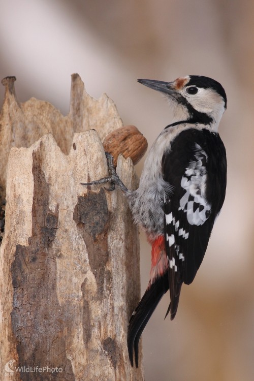 Ďateľ hnedkavý (Dendrocopos syriacus), Martin Šabík