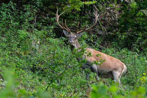 v rúbani ..., Tomáš Smutný