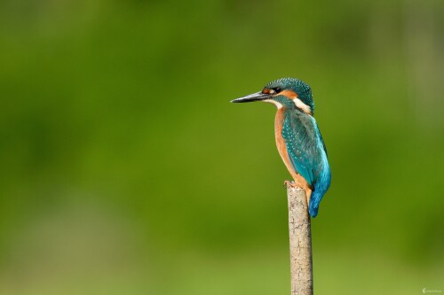 Rybarik..., Miroslav Vrabel
