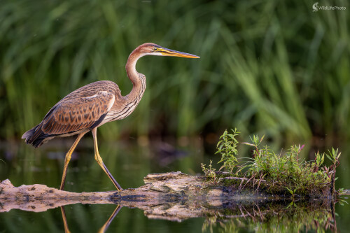 Vzácne stretnutie, Filip Mrocek