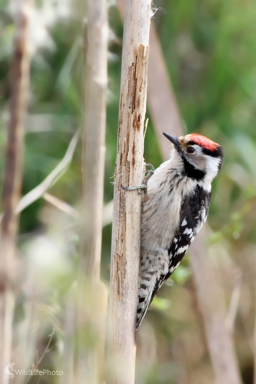 Ďateľ malý (Dendrocopos minor), Martin Šabík