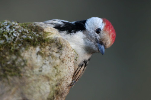 Ďateľ prostredný (Dendrocopos medius), Martin Šabík