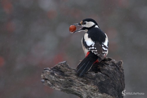 Ďateľ veľký(Dendrocopos major), Martin Šabík
