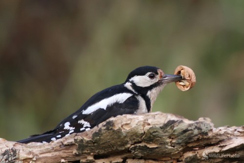 Ďateľ veľký(Dendrocopos major), Martin Šabík
