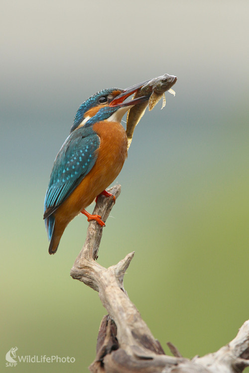 Rybárik riečny, Dominik Kalata