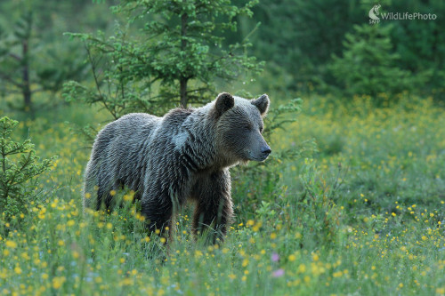 Za  rosy, Dominik Kalata