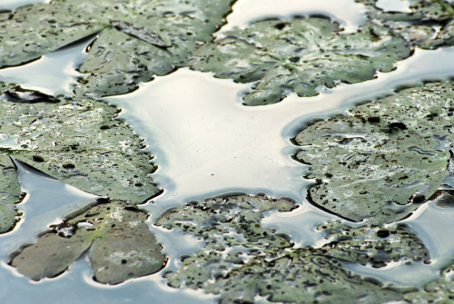 Umierajúce listy, Peter Fodor