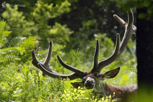 Na poludňajšej paši, Vladimír Michalec