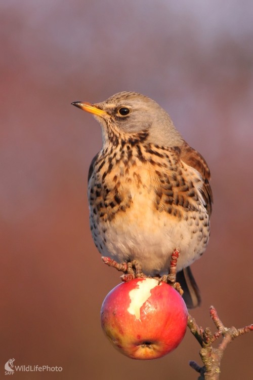  Drozd čvíkotavý (Turdus pilaris), Martin Šabík