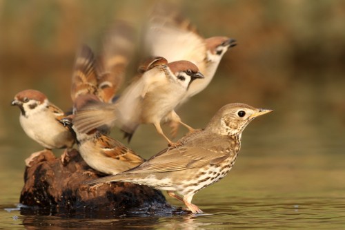 Drozd plavý ( Turdus philomelos) , Martin Šabík