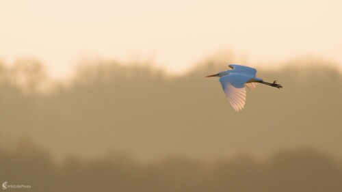 V zajatí svetla..., Bohuš Číčel