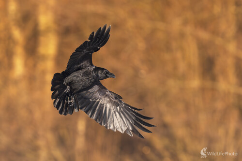 Temný pán, Michal Lučanský