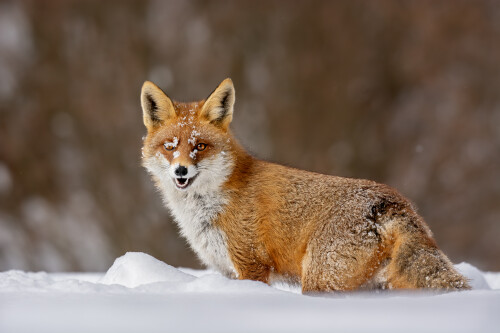Kmotrička v snehovej perine, Tomáš Smutný