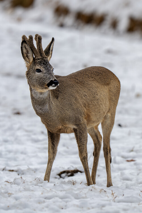 Na poslednom snehu, Tomáš Smutný