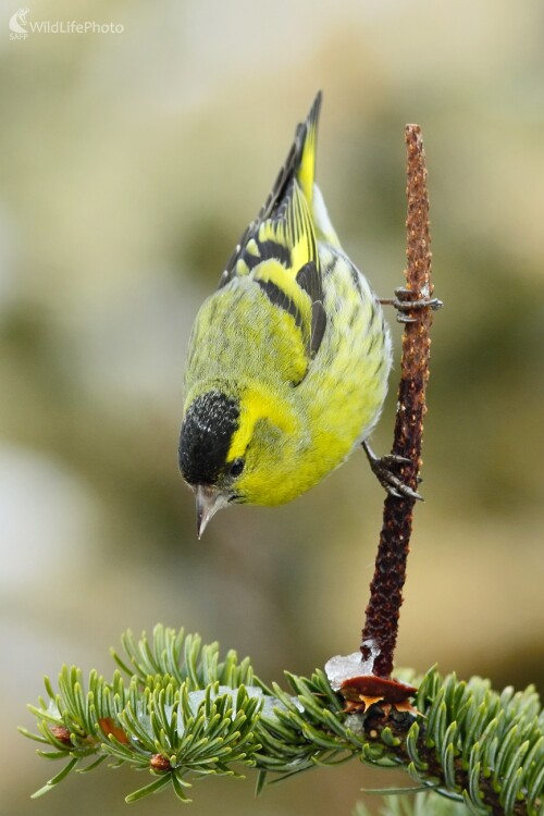 Čížik eskamotér, Vladimír Michalec