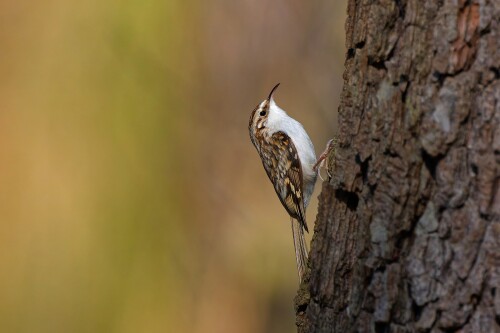 Kôrovník, Patrik Čillík