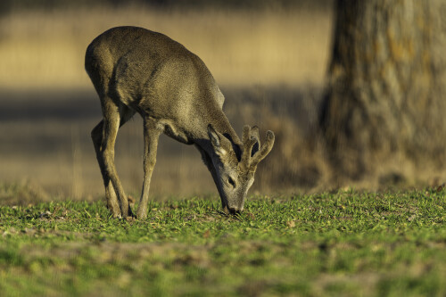 Čerstvá chutí najlepšie, Rasťo  Megyessi