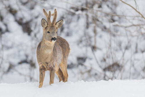 V bielej perine., Stanislav Brisuda