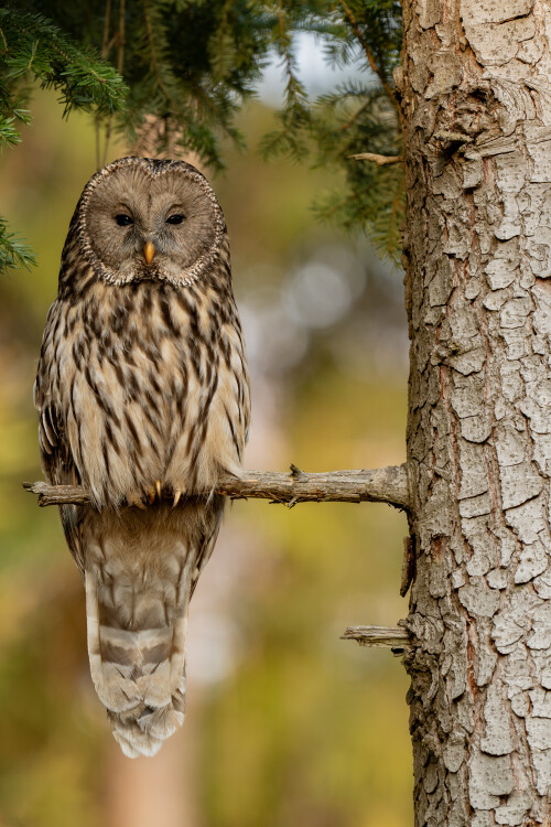 Vyhrievanie sa v posledných lúčoch, Tomáš Smutný