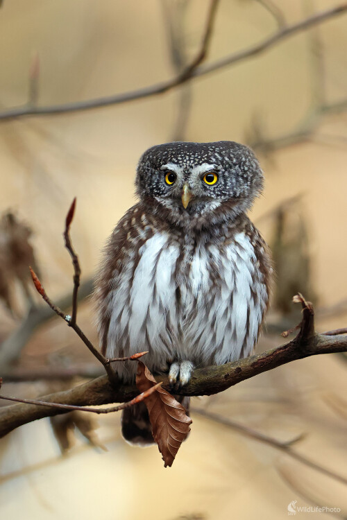 Kuvičok, Peter Jurík