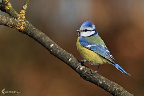 V jarnom šate, Maroš Detko