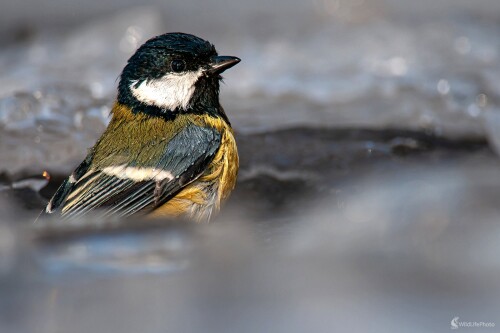Zimný kúpeľ, František Hromada