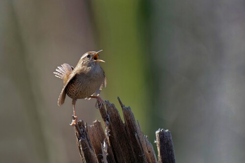 malý veľký spevák, Patrik Čillík