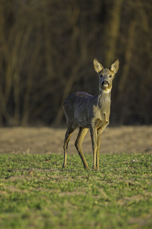 Pohľad na rozlúčku, Rasťo  Megyessi