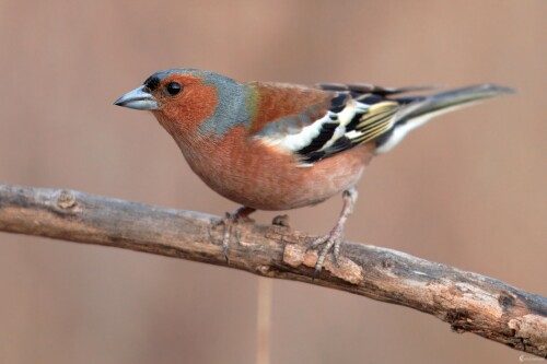 Pinka obyčajná, Miroslav Vrabel