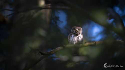 Najmenší, Michal Lučanský