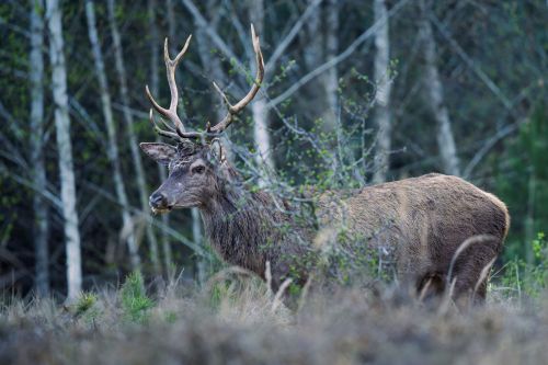 Ešte nezhodil, Rasťo  Megyessi