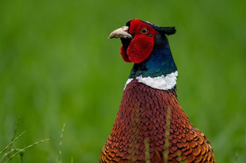 Kohútik, Tomáš Smutný