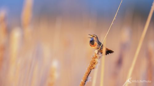 Malý - veľký spevák, Michal Lučanský