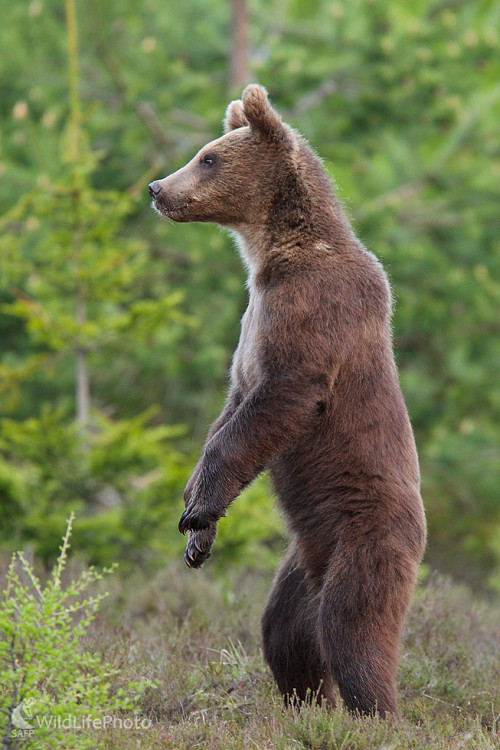 V strehu, Dominik Kalata