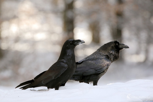 párik krkavcov, Peter Jurík