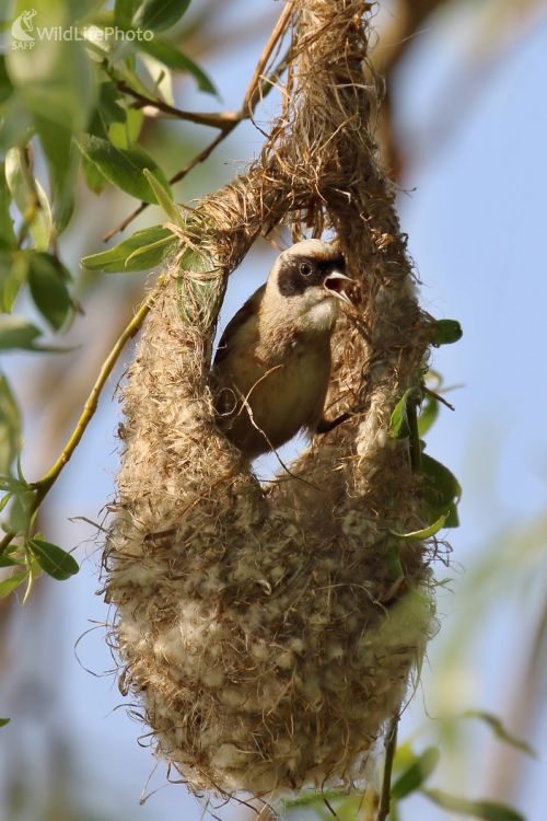 Malý staviteľ, Vladimír Michalec