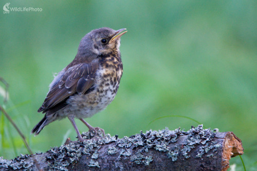 Nováčik, Milan Čierny