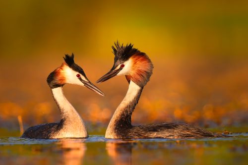 LOVE, Patrik Rolín