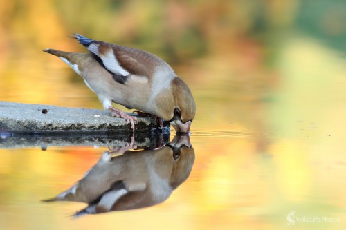 Glezg hrubozobý (Coccothraustes coccothraustes), Martin Šabík
