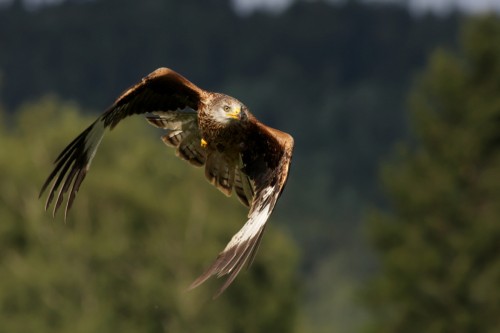 Haja červená (Milvus milvus), Martin Šabík