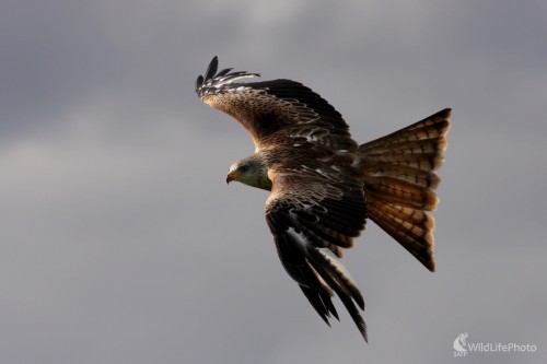 Haja červená (Milvus milvus), Martin Šabík