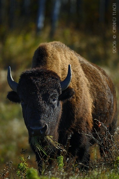 Bison Bison (Bizón prérijný), Ondrej Tlach